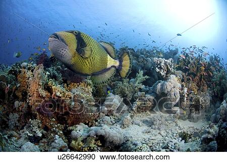 Titan Trigger fish (Balistoides viridescens), swimming over colourful coral reef with blue water and small fish in background, Red Sea, Egypt. View Large Photo Image Stock Image - Titan Trigger fish (Balistoides viridescens), swimming over colourful coral reef with blue water and small fish in background, Red Sea, Egypt.. Fotosearch