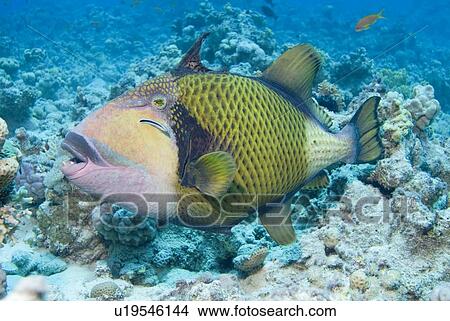 Picture - Titan Triggerfish (Balistoides viridescens) The largest of the triggerfish family and often aggressive when approached especially whilst nesting. Red Sea.. Fotosearch