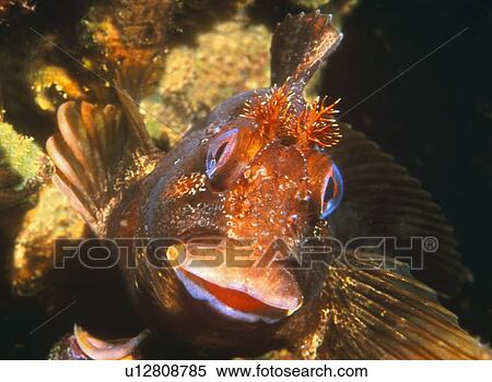 Tompot Blennie. UK. View Large Photo Image Stock Photography - Tompot Blennie. UK.. Fotosearch