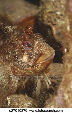Stock Image - Tompot Blenny (Blennius gattorugine) close up. Babbacombe, Torquay, South Devon, UK. Fotosearch