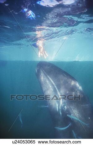 Stock Photography - tourist on boat and California gray whale calf underwater reach toward each other in San Ignacio Lagoon, Baja, Mexico.. Fotosearch