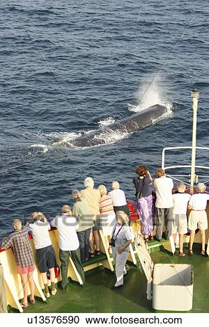 Tourists watching Sperm Whale (Physeter macrocephalus) surface next to ship, Chile. View Large Photo Image Stock Image - Tourists watching Sperm Whale (Physeter macrocephalus) surface next to ship, Chile.. Fotosearch