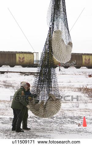 Stock Image - Tranquilized Polar Bear mother and cub, Ursus maritimus, being prepared for transfer by helicopter near Churchill, northern Manitoba, Hudson Bay, Canada - They hold the polar bears while there are problems near town. Then when the ice freezes they help t. Fotosearch