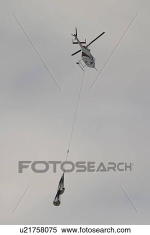 Tranquilized Polar Bears, Ursus maritimus, being transferred by helicopter near Churchill, northern Manitoba, Hudson Bay, Canada View Large Photo Image Stock Photography - Tranquilized Polar Bears, Ursus maritimus, being transferred by helicopter near Churchill, northern Manitoba, Hudson Bay, Canada. Fotosearch