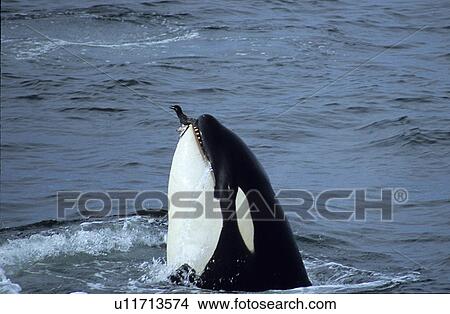Picture - Transient Killer whale (Orcinus orca) eating Common murre / guillemot (Uria algae) Monterey Bay, California, USA. Fotosearch