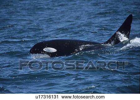 Stock Image - Transient Killer whale (Orcinus Orca) Male surfacing. National marine sanctuary, Monterey bay, California Pacific ocean, USA.. Fotosearch