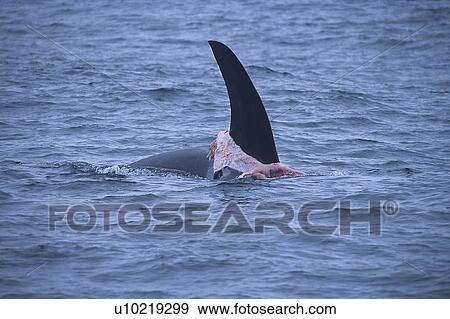 Stock Photo - Transient, Killer whale, Orcinus orca, Male surfacing with carcass wrapped around his dorsal fin, carcass was either a bull California sea lion, Zalophus californianus or a Northern elephant seal, Mirounga angustirostris, Monterey bay, California, USA, Pacific . Fotosearch