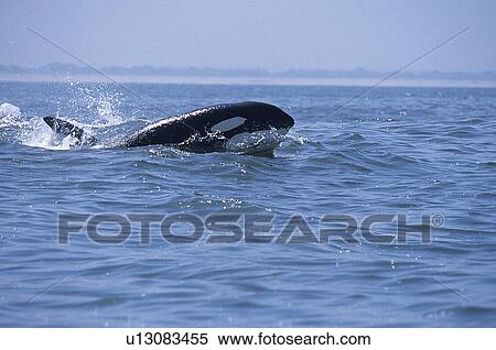 Stock Photography - Transient Killer whale (Orcinus orca) surfacing, Monterey Bay, California, USA. Fotosearch