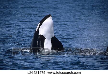 Transient killer whale (Orcinus orca) spy hop. National marine sanctuary, Monterey bay, California Pacific ocean, USA. View Large Photo Image Stock Photography - Transient killer whale (Orcinus orca) spy hop. National marine sanctuary, Monterey bay, California Pacific ocean, USA.. Fotosearch