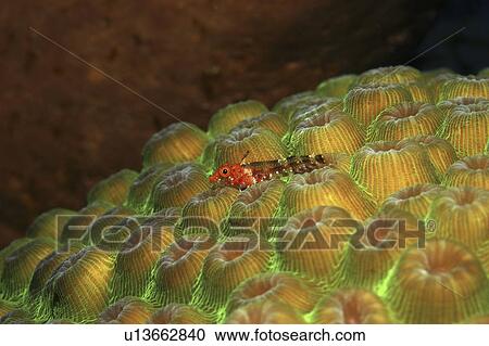 Triplefin blenny (Enneanectes boehlkei). vivid red on iridescent yellow and green hard coral, Cayman Islands, Caribbean View Large Photo Image Stock Image - Triplefin blenny (Enneanectes boehlkei). vivid red on iridescent yellow and green hard coral, Cayman Islands, Caribbean. Fotosearch