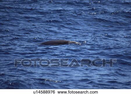 Trues Beaked Whale (Mesoplodon mirus). Azores View Large Photo Image Stock Photograph - Trues Beaked Whale (Mesoplodon mirus). Azores. Fotosearch