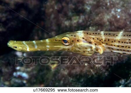 Stock Photography - Trumpetfish, Aulostomus strigosus, head close up, St. Peter and St. Paul's rocks, Brazil, Atlantic Ocean . Fotosearch