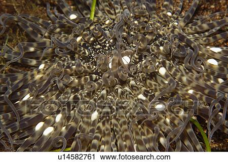 Stock Image - Tube anemone close-up (Species unknown) Cars, Dumaguete, s, Philippines. Fotosearch