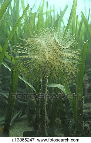 Stock Photo - Tube wrom. Spanish Mediterranean.. Fotosearch