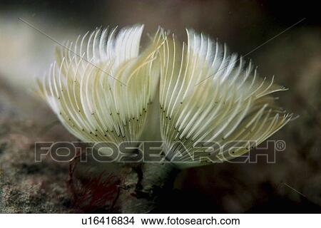 Picture - Tubeworm with feathery filter system in use. UK. Fotosearch