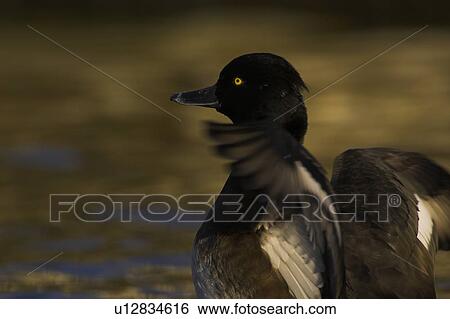 Stock Photograph - Tufted Duck (Aythya fuligula) female, close up of flapping wings while preening in a golden reflection on the water. The reflection is from early morning golden light bouncing of buildings surrounding the canal. Scotland. Fotosearch