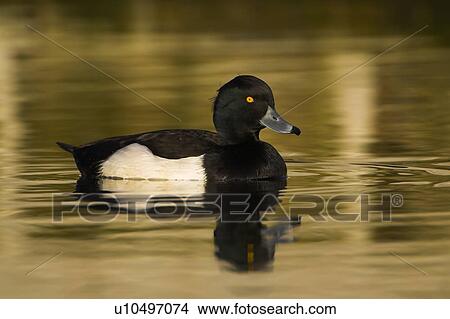 Picture - Tufted Duck (Aythya fuligula) portrait of male side on in a golden reflection on the water. The reflection is from early morning golden light bouncing of buildings surrounding the canal, Scotland. Fotosearch