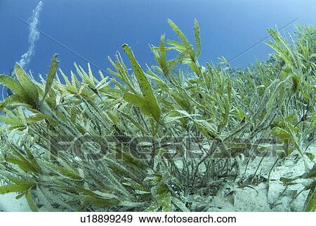Stock Photo -  Turtle Grass (Thalassia spp. ), one of several species of turtle grass which grows on sandy seabed in the Red Sea, Egypt.. Fotosearch