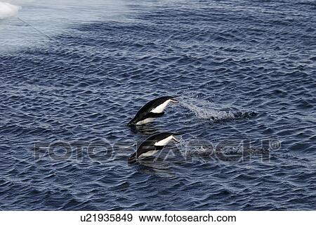 Stock Photo - Two adult Adelie penguins (Pygoscelis adeliae) "porpoising" for speed in the Weddell Sea on the Northeast side of the Antarctic Peninsula.. Fotosearch