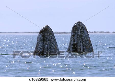 Stock Photography - Two adult gray whales spy hopping in San Ignacio Lagoon, Mexico.. Fotosearch