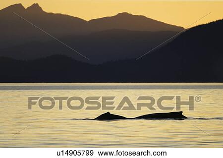 Two adult Humpback Whales (Megaptera novaeangliae) surfacing at sunset in Stephens Passage, Southeast Alaska, USA. Pacific Ocean. View Large Photo Image Stock Photo - Two adult Humpback Whales (Megaptera novaeangliae) surfacing at sunset in Stephens Passage, Southeast Alaska, USA. Pacific Ocean.. Fotosearch