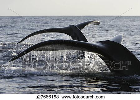 Stock Photo - Two adult humpback whales (Megaptera novaeangliae) fluke-up diving side-by-side in the AuAu Channel, Maui, Hawaii, USA. Pacific Ocean.. Fotosearch