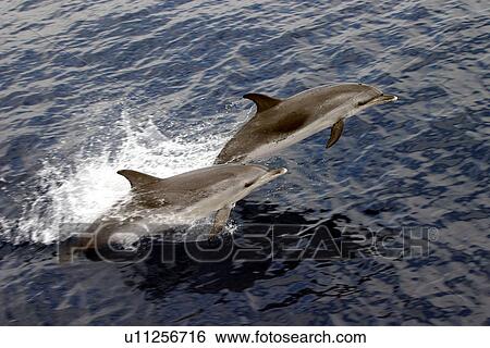 Two Atlantic spotted dolphins porpoising (Stenella frontalis) Azores, Atlantic Ocean View Large Photo Image Stock Photograph - Two Atlantic spotted dolphins porpoising (Stenella frontalis) Azores, Atlantic Ocean. Fotosearch