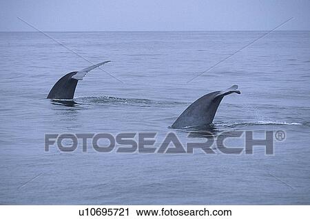 Stock Image - Two Blue whales, (Balaenoptera musculus), diving together, Monterey Bay, California, USA. Fotosearch