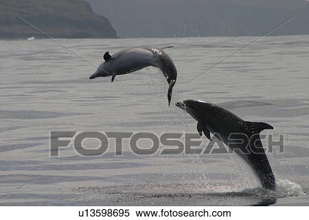 Stock Photography - Two Bottlenose dolphins leaping at surface (Tursiops truncatus) Azores, Atlantic Ocean. Fotosearch