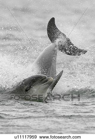 Two Bottlenose dolphins (Tursiops truncatus truncatus) play fighting with the head of one and tail of the other showing at the surface. Moray Firth, Scotland View Large Photo Image Stock Photo - Two Bottlenose dolphins (Tursiops truncatus truncatus) play fighting with the head of one and tail of the other showing at the surface. Moray Firth, Scotland. Fotosearch
