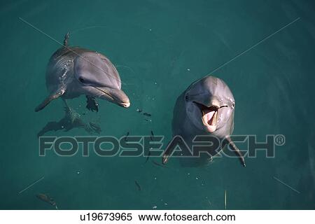 Stock Photography - Two Bottlenose dolphins (Tursiops truncatus) playing at surface in captivity. Bahamas.. Fotosearch