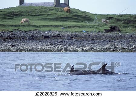 Stock Photography - Two Bottlenose dolphins (Tursiops truncatus truncatus) travelling close to shore, with a local croft behind on Isle of Skye. Hebrides, Scotland.. Fotosearch