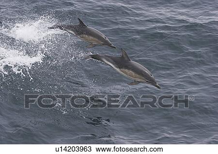 Stock Image - Two Common dolphins porpoising (Delphinus delphis) Barra Head, Scotland, UK . Fotosearch