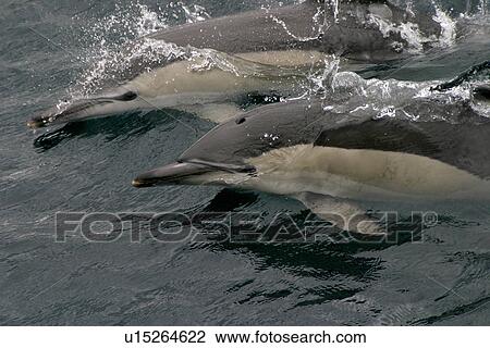 Two Common dolphins surfacing (Delphinus delphis) Azores, Atlantic Ocean View Large Photo Image Stock Image - Two Common dolphins surfacing (Delphinus delphis) Azores, Atlantic Ocean. Fotosearch