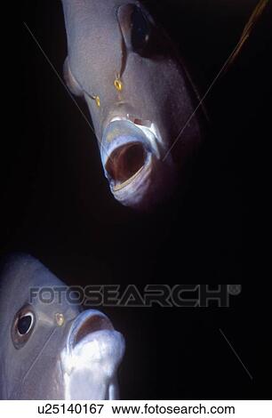 Two Grey Angel fish (Pomacanthus Accuatus). Quirkey close up of heads. Cayman Islads. View Large Photo Image Stock Photo - Two Grey Angel fish (Pomacanthus Accuatus). Quirkey close up of heads. Cayman Islads.. Fotosearch