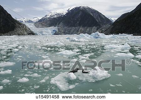 Two Harbor Seals (Phoca vitulina) resting on ice calved from the Sawyer Glacier, a tidewater glacier at the end of Tracy Arm in Southeast Alaska, USA. View Large Photo Image Stock Photo - Two Harbor Seals (Phoca vitulina) resting on ice calved from the Sawyer Glacier, a tidewater glacier at the end of Tracy Arm in Southeast Alaska, USA.. Fotosearch