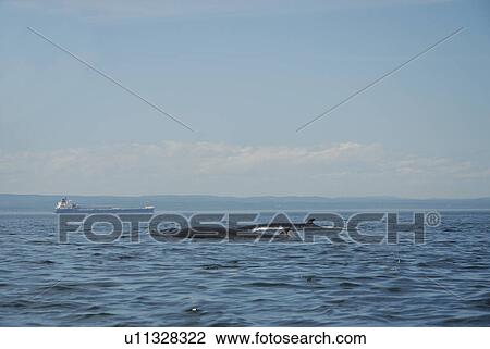 Stock Image - Two Minke whales (Balaenoptera acutorostrata) surfacing as a pair. Whales migrating to the St. Lawrence estuary, Canada, have to share their summer feeding ground with numerous freighters along the international seaway which connects Quebec City with the . Fotosearch