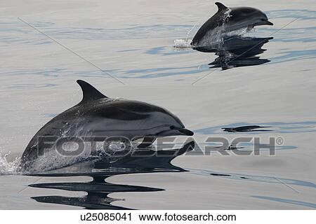 Stock Image - Two Striped dolphins surfacing in tandem (Stenella coeruleoalba) Azores, Atlantic Ocean. Fotosearch
