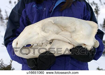Stock Image - Two year old male Polar Bear (Ursus maritimus) skull near Churchill, Manitoba, Canada.. Fotosearch