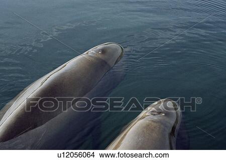 Two young Northern bottlenose whales (Hyperoodon ampullatus) resting in a loch. Isle of Skye, Scotland. View Large Photo Image Picture - Two young Northern bottlenose whales (Hyperoodon ampullatus) resting in a loch. Isle of Skye, Scotland.. Fotosearch
