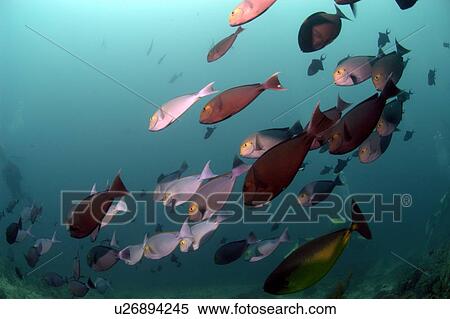 Unicorn fish (Naso hexacanthus). Borneo, Malaysia View Large Photo Image Stock Photography - Unicorn fish (Naso hexacanthus). Borneo, Malaysia. Fotosearch
