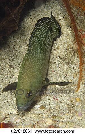 Stock Image - Unidentified grouper, Epinephelus sp., night, West Escarceo, Puerto Galera, Mindoro, Philippines. Fotosearch