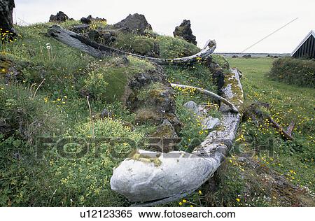 Upper and lower jaw bones (+ one rib) of a blue whale (Balaenoptera musculus) at an old whaling station. Snaefellsness Peninsular, Iceland. View Large Photo Image Stock Photography - Upper and lower jaw bones (+ one rib) of a blue whale (Balaenoptera musculus) at an old whaling station. Snaefellsness Peninsular, Iceland.. Fotosearch