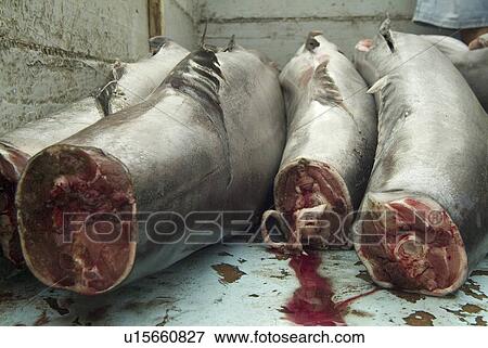 Stock Photo - Various types of billfish. Uncontrolled fishing in Ecuador. . Fotosearch
