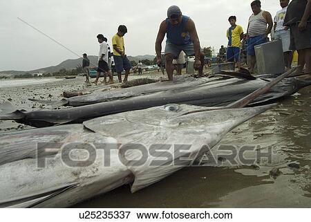 Stock Photo - Various types of billfish. Uncontrolled fishing in Ecuador.. Fotosearch