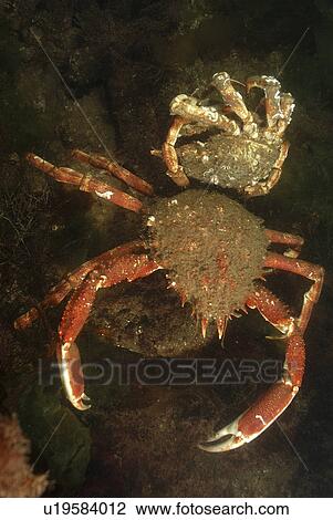 Stock Image - Velvet Swimming Crab (Necora puber) in anemone. Babbacombe, Torquay, South Devon, UK (rr). Fotosearch