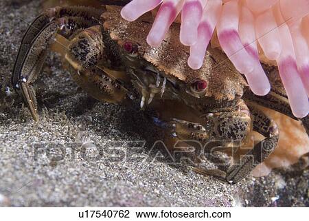 Stock Image - Velvet Swimming Crab (Necora puber), viewed from above, crab is hiding under rim of anemone's colourful tentacles, St Abbs, Scotland, UK. Fotosearch