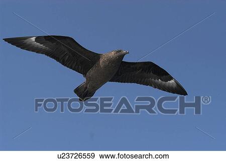Stock Photo - View of underside of Great skua (Stercorarius skua) passing overhead, showing characteristic white panels in the wings, West of Shetland Islands. Fotosearch