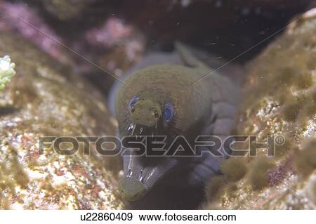 Stock Photo - Viper moray or mulatto conge (Enchelycore nigricans). St. Peter and St. Paul's rocks, Brazil, Atlantic Ocean . Fotosearch