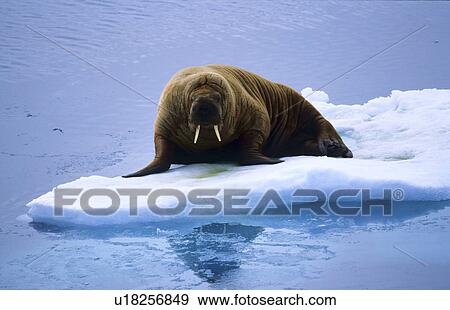 Stock Photo - Walrus (Odobenus Rosmarus) lying on an ice floe. Southern Hinlopen Street, Svalbard, High Norwegian Arctic.. Fotosearch